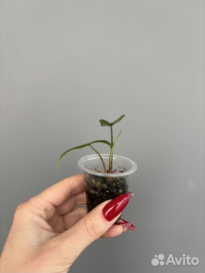 Алоказия сабрина