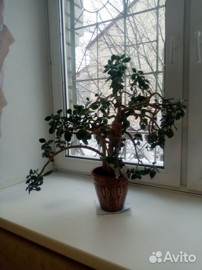 Денежное дерево