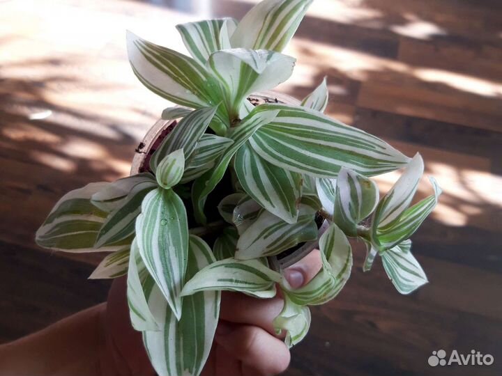 Традесканция