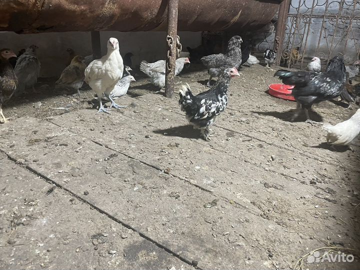 Цыплята куры цесарки