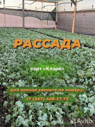 Рассада клубники сорт клэри