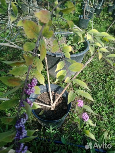 Красивоплодник