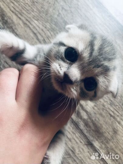 Британские котята