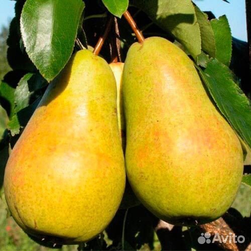 Саженцы груши