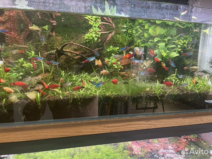 Меченосцы, пицилии, гуппи, растения