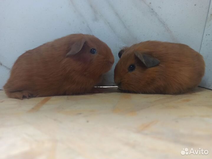 Морская свинка