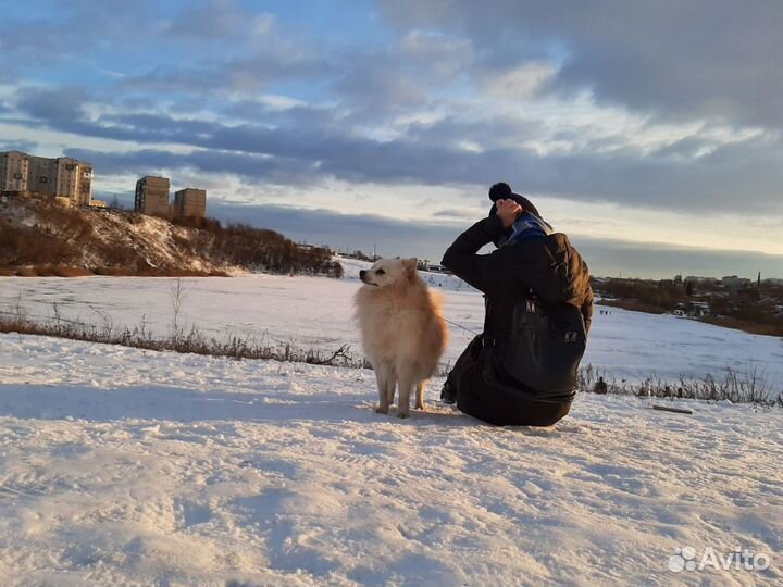 Передержка животных