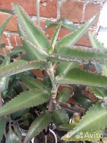 Каланхоэ лечебное 3 года