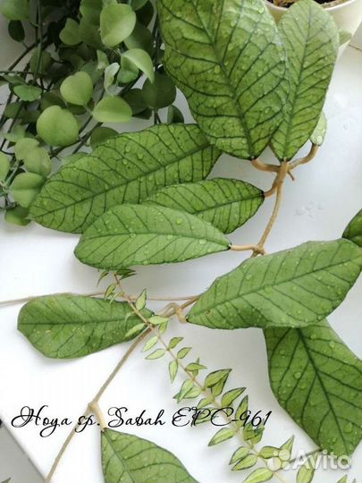 Хойи на срез