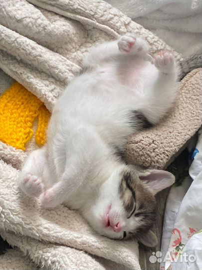 Отдам котенка в добрые руки