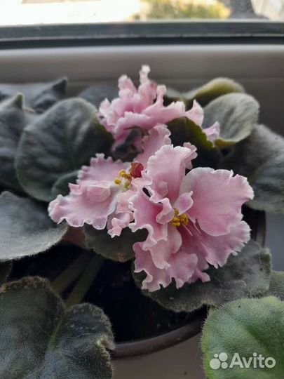 Цветущие фиалки