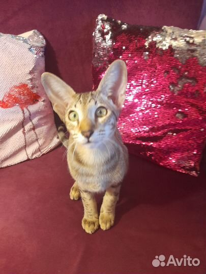 Продажа ориентальных котят С документами