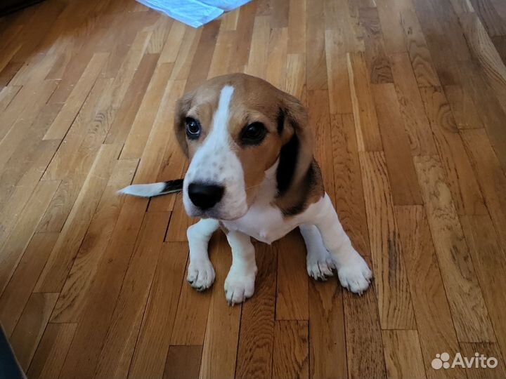 Девочка бигль, Джесси