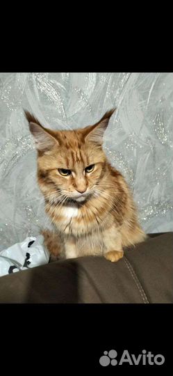 Передержка животных на время отпуска