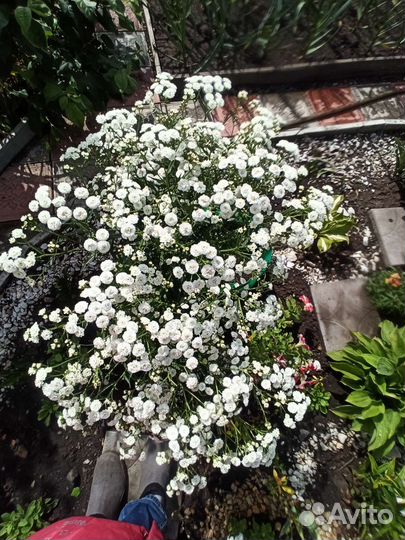 Тысячелистник махровый