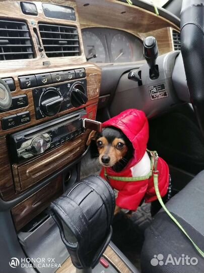 Вязка той-терьер