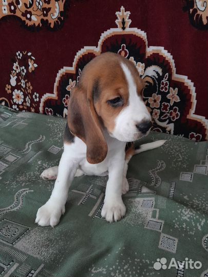 Щенки бигль