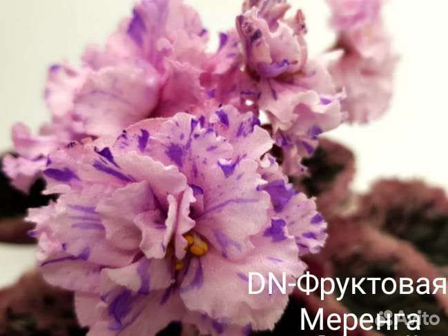 Фиалки черенки