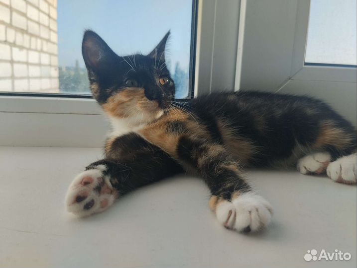 Котëнок в добрые руки