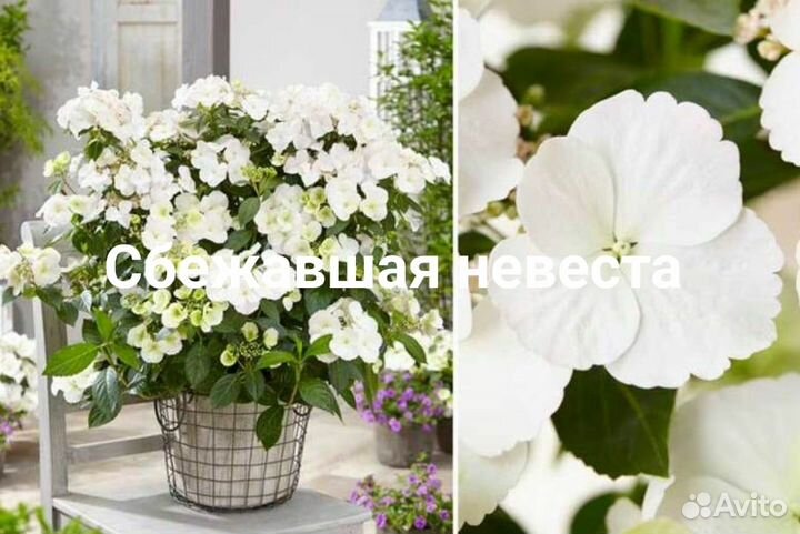 Гортензия ванилла фрайз