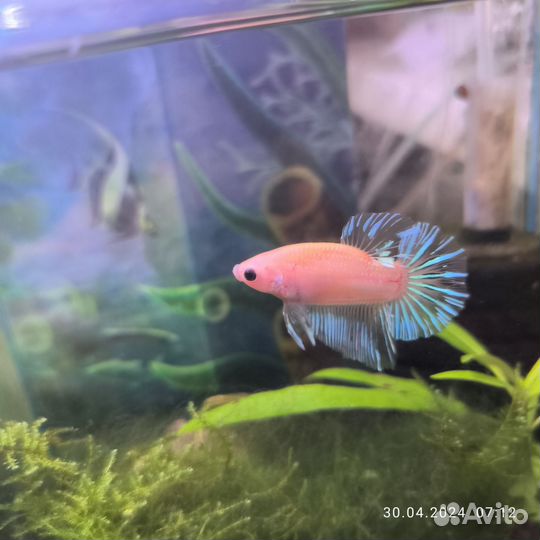 Аквариумные рыбки(петушки)