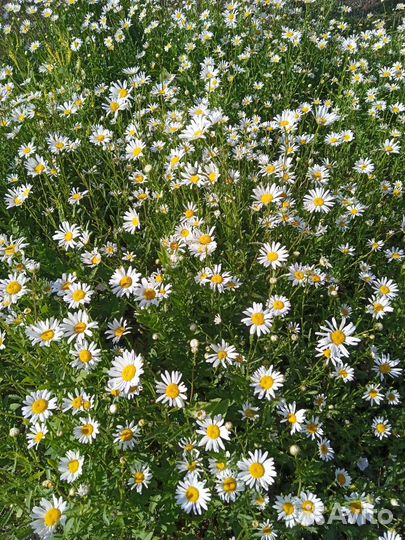 Лекарственные растения