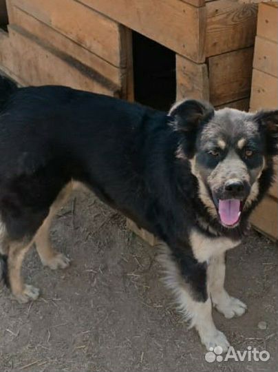 Машка стерильна