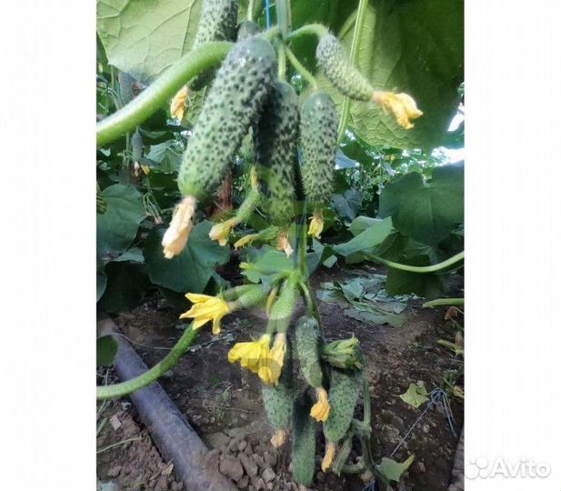 Семена высокоурожайного огурца Гирлянда F1