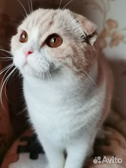 Шотланские коты