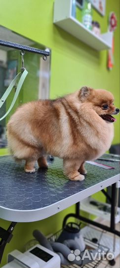 Груминг стрижка собак, экспресс-линька кошек