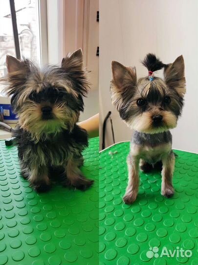 Стрижка собак