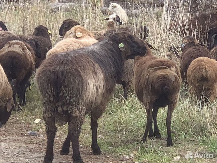 Бараны и овцы с молодняком курдючные