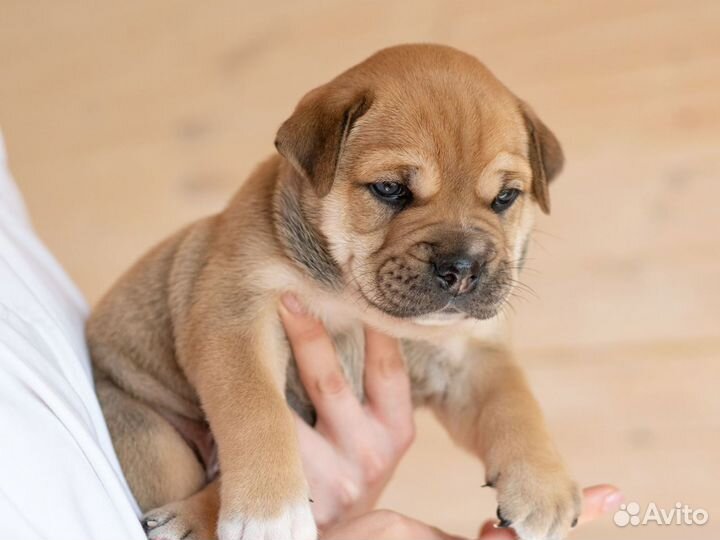 Щенки Ка де бо