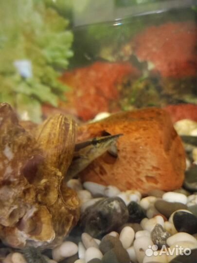 Аквариум с рыбками