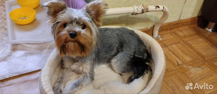 Йоркширский терьер