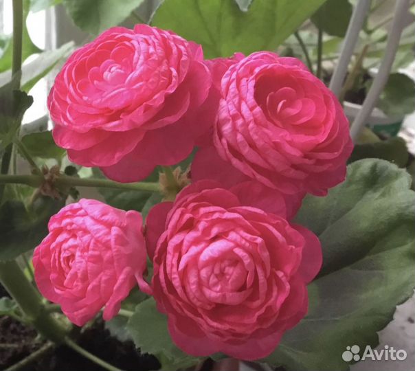 Пеларгония герань сортовая