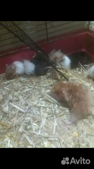 Сирийские хомячки