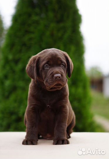 Щенки лабрадора