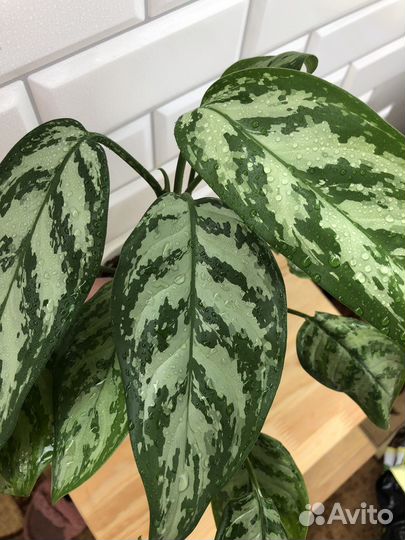 Аглаонема трейба