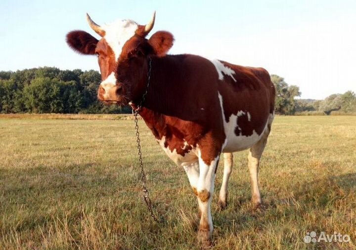 Продам корову