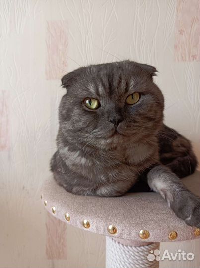 Шотландская