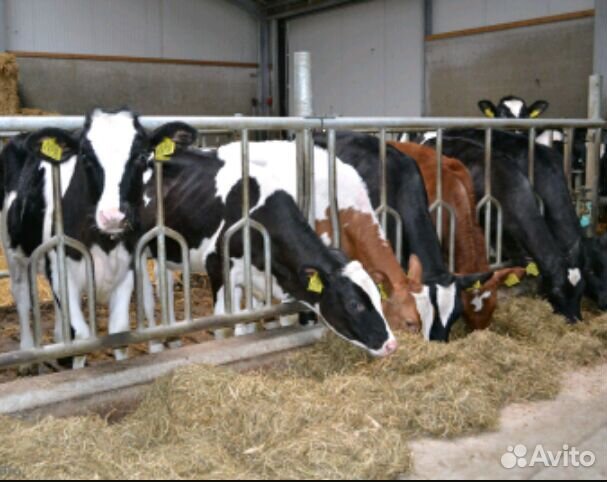 Бычки телята