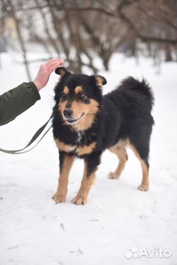 Энергичный Атаман ищет путь домой