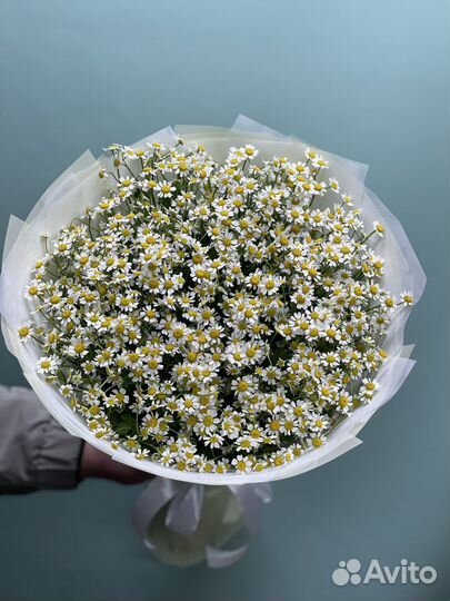 Ромашки полевые цветы