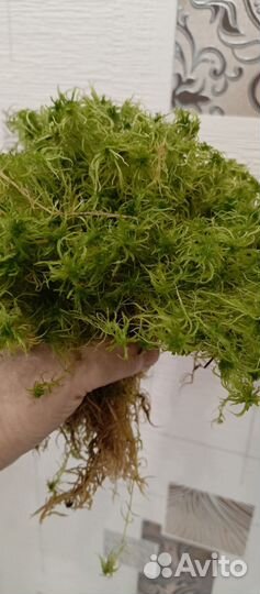 Мох сфагнум живой