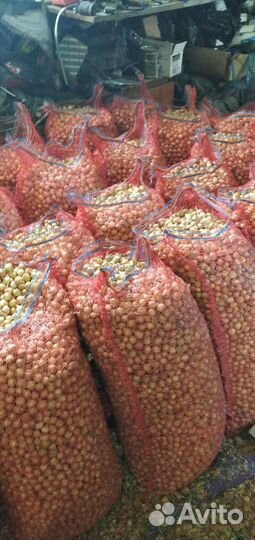 Лук севок 2 группа отправка ТК ч