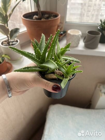 Суккулент алоэ митриформис