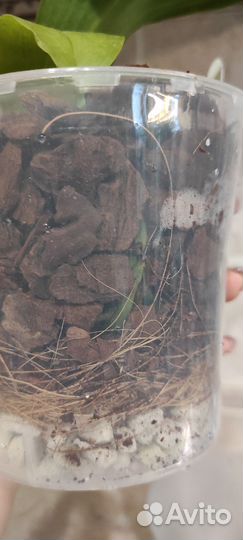 Орхидея фаленопсис