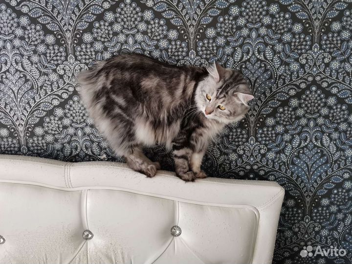 Кошки курильский бобтейл