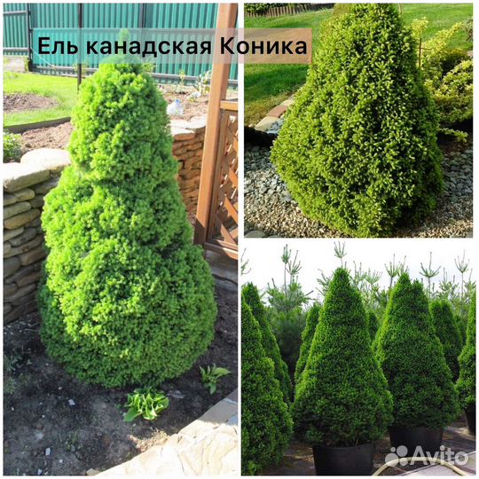 Ель Нидиформис, Литл Джем